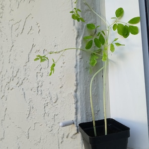 Rooted Live Plant Moringa - POTTED - Oleifera Plant Miracle Tree Life
