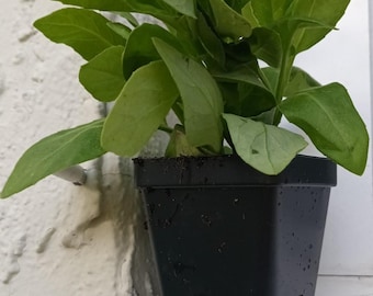 ROOTED Live Longevity Spinach Plant - Gynura Procumbens - Superfood,Edible,Easy