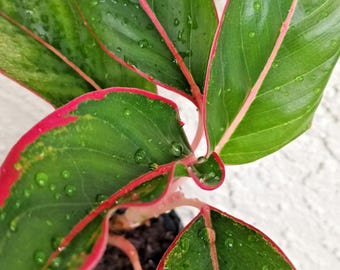 ROOTED Live Aglaonema Siam Plant - Red Chinese Evergreen - Houseplant, Purifying