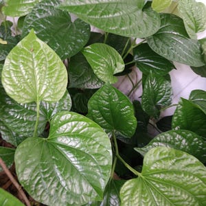 Large Piper Sarmentosum Plant Live- ROOTED- (Lolot/Wild PEPPER/Wild Betel Leaf)