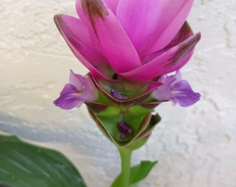 PINK Siam Tulip 2x PLANT BABIES -Curcuma Alismatifolia- Ginger Curcuma