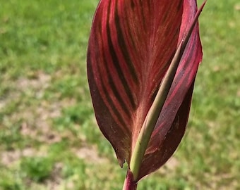 Tropicanna Phasion Canna Lily - Planta Inicial Viva, Flores Laranja