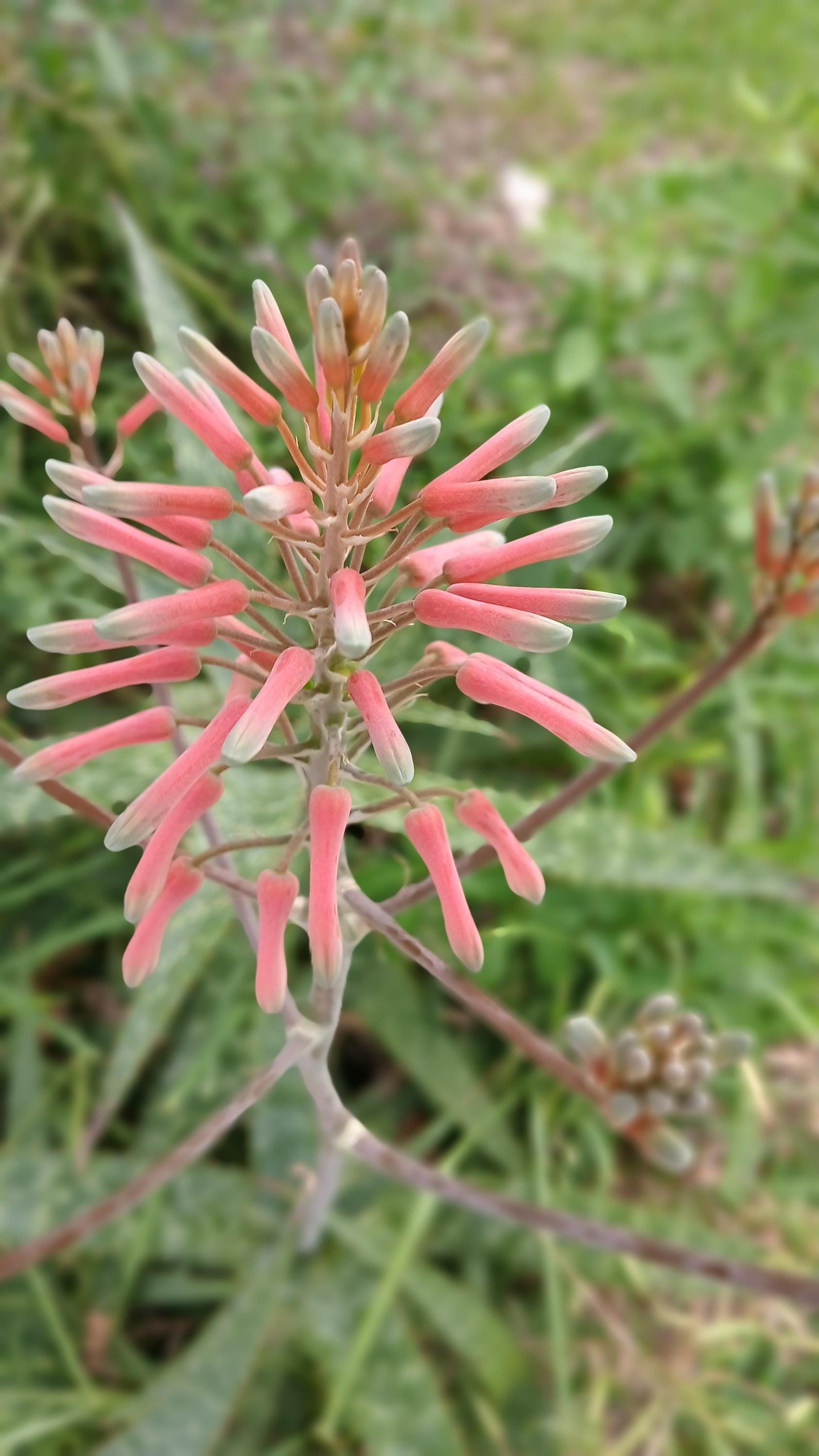 激レア！　アロエ　マクラータ錦　（マキュラータ錦） Aloe maculata - Etsy 日本