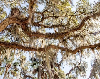 TWO Gallon Bags Fresh Live SPANISH MOSS from Florida - Air Plant