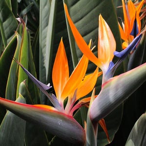 60 cm hoch! - Orangefarbener Paradiesvogel - Strelitzia reginae - Verwurzelte Lebende Pflanze