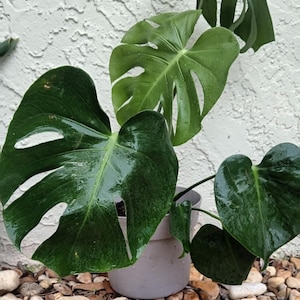 ROOTED Live Large Swiss Cheese Plant - Monstera Adansonii - Houseplant, Outdoors