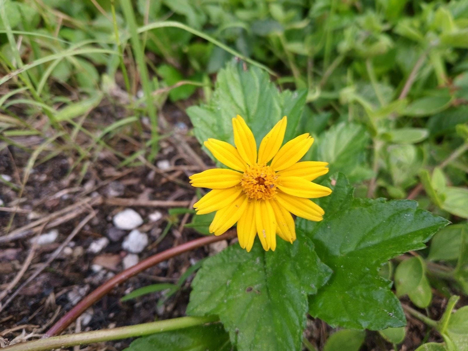 2 ROOTED Flowering Live Wedelia Plant-CREEPING DAISEYS