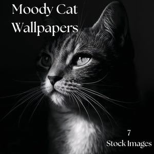 Puede incluir: Imagen en blanco y negro de la cara de un gato, con el texto "Moody Cat Wallpapers" en la parte superior y "7 Stock Images" en la parte inferior. El gato tiene detalles de pelaje y bigotes, con una mirada enfocada.