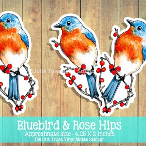 Bluebird Sitting on Rose Bush Branches Bright Red Rose Hip Berries Woodland Bird Sticker Planners Journals and Scrapbooks bird lover zdjęcie 8