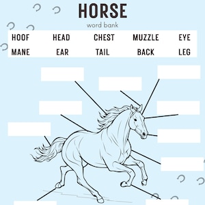 Name The Parts of A Horse - Digital Horse Educational Worksheet