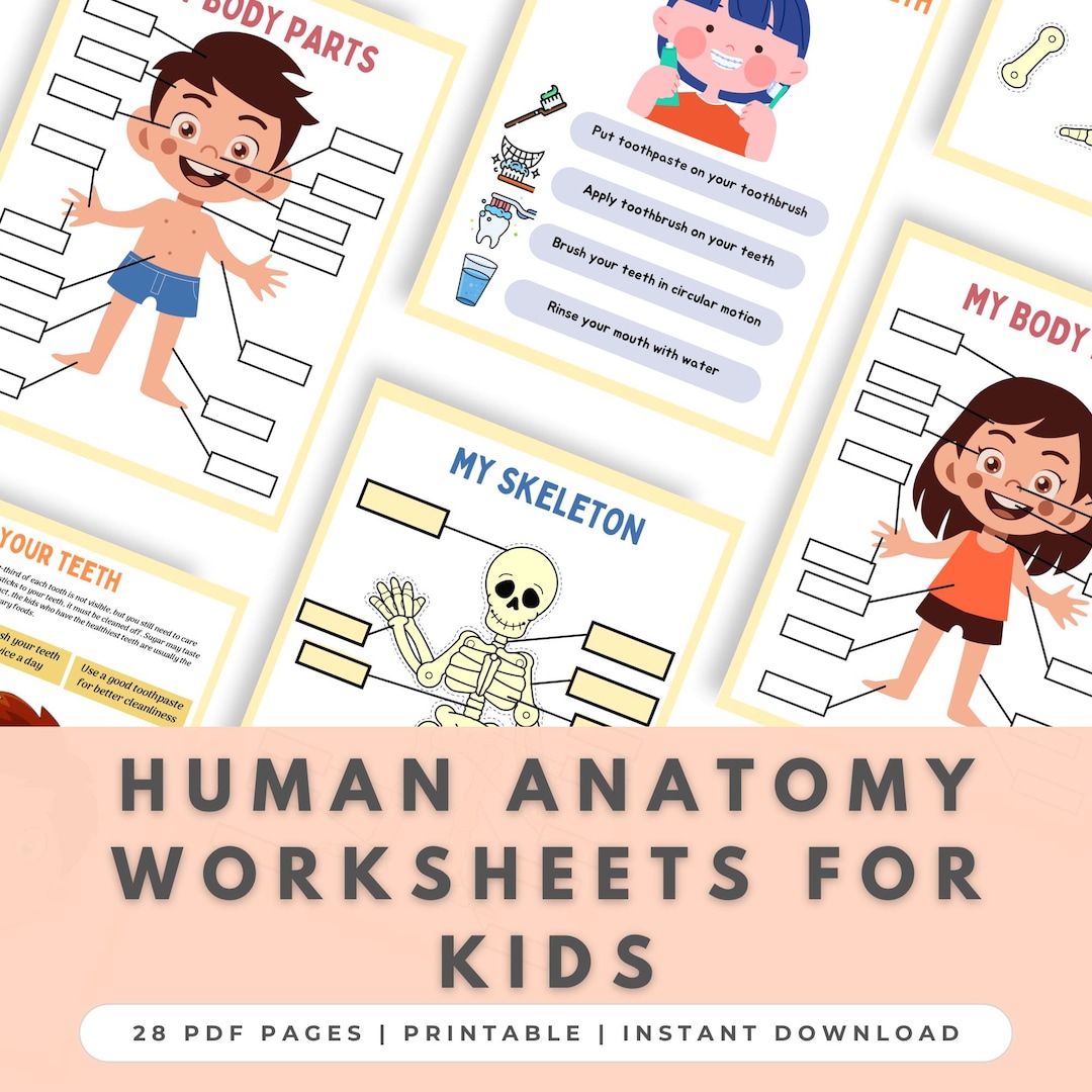 Human Anatomy Busy Book Worksheets Printable | Kids Body Parts, Skeleton, Organs and Dental ...