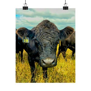 Kuh Kuh Poster, Rustikales Wohndekor, Kuh Dekor, Rustikale Dekoration für Küche und Haus, Rustikale Dekoration