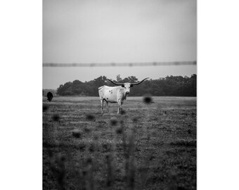 Lone Bull - Aluminum Print