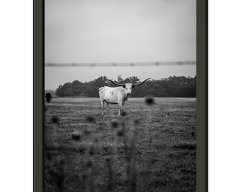Lone Bull - Premium Semi-Glossy Paper Metal Framed Poster