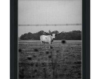 Lone Bull - Framed Canvas