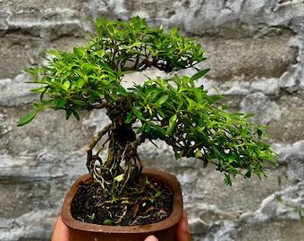 Serissa Japonica Micro Bonsai ..