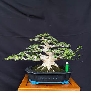 May include: A bonsai tree with a thick, light-colored trunk and layered green foliage, planted in a rectangular black ceramic pot with blue feet. A small green lighter is placed in the soil for scale next to the tree base on a wooden stand.