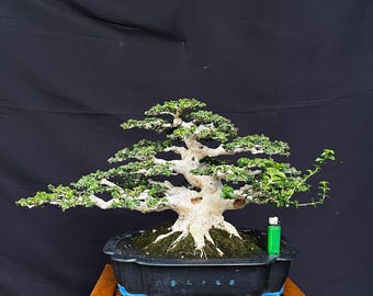 以下が含まれることがあります： 太く明るい色の幹と層状の緑の葉を持つ盆栽。青い脚が付いた長方形の黒い陶器の鉢に植えられています。木の根元の土には、大きさを比較するための小さな緑色のライターが置かれており、木製の台の上に設置されています。