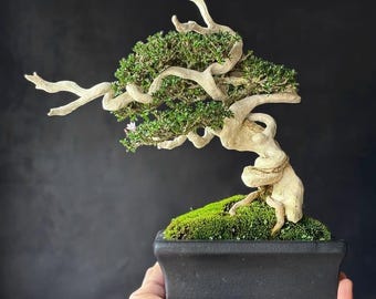 Op de afbeelding: Een bonsai-boom met een gedraaide, lichtgekleurde stam en takken, en groen gebladerte. De boom staat in een zwarte rechthoekige pot gevuld met groen mos. De bonsai wordt in de hand van een persoon gehouden tegen een donkere achtergrond.
