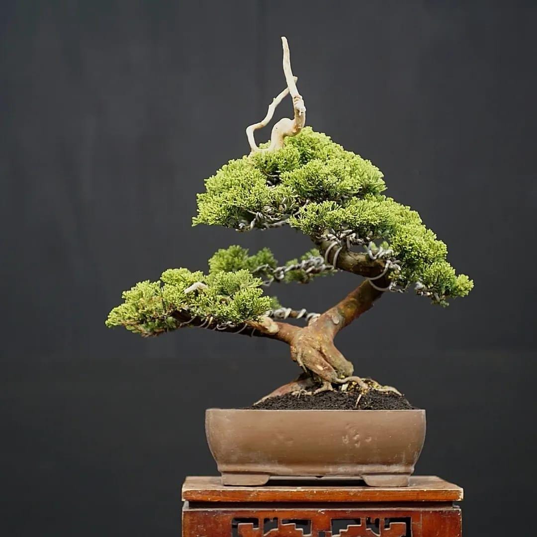 Bonsai deadwood - Etsy.de