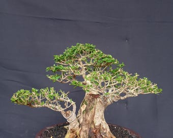 Planta Real Bonsái Premna Microphylla código medio 12