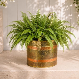 Peut inclure: Une fougère verte luxuriante plantée dans un pot cylindrique en métal. Le pot présente une finition en laiton patiné avec deux bandes horizontales en cuivre et une attache de poignée décorative en métal doré sur le bord avant.