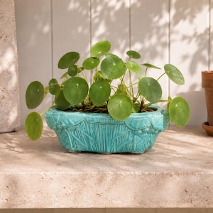 Op de afbeelding: Een Pilea peperomioides plant met ronde, groene bladeren in een rechthoekige, turquoise keramische plantenbak. De bak heeft een gestructureerd reliëfpatroon aan de zijkanten en staat op vier kleine, geïntegreerde voetjes.