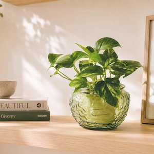 May include: A green glass vase with a textured surface holds a vibrant green plant with patterned leaves. The vase sits on a wooden shelf with books and a small bowl. A framed picture is visible in the background.