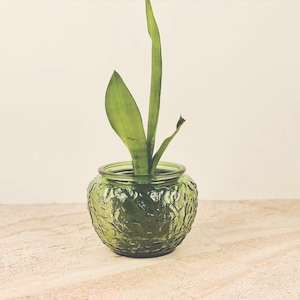 May include: A small, green glass planter with a textured surface, holding a green plant with long, upright leaves. The planter is round and sits on a light-colored surface, with a neutral background.