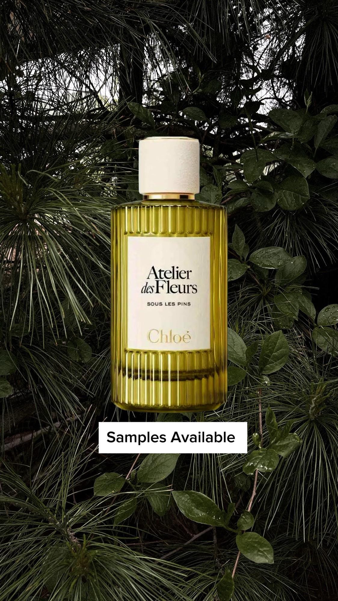 Chloe - Sous Les Pins Sample - Etsy