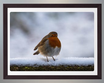 Robin in wintersneeuw, fotoafdruk, Schotland, natuurfotografie, kunst aan de muur, woondecoratie