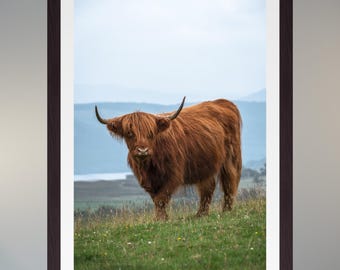 Mucca delle Highland scozzesi, stampa fotografica, fotografia naturalistica, arte murale, arredamento per la casa