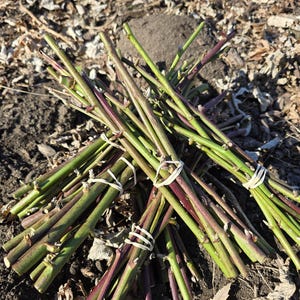 May include: Bundles of green and purple plant cuttings, secured with white rubber bands, rest on a bed of dry leaves and soil. The stems are a vibrant green, transitioning to purple near the base. The scene is lit by natural sunlight.