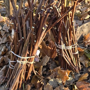 May include: Two bundles of brown, woody grapevine cuttings, each secured with white rubber bands. The stems are straight, varying in thickness, and feature small nodes along their length. The cut ends are visible at the top of each bundle.