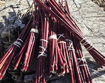 Fresh Red Ozier Dogwood Cuttings