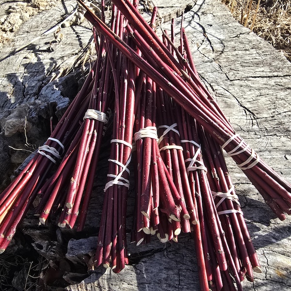 Fresh Red Ozier Dogwood Cuttings