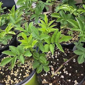 May include: Several potted plants with vibrant green leaves and stems. The plants are in black plastic pots filled with soil and small, light-colored pebbles. The leaves have a fresh, healthy appearance.