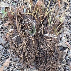 PRE-ORDER Albion Strawberry Plants – Everbearing, Sweet, High-Yield Bare Root Strawberries