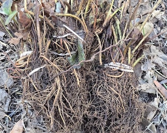 PRE-ORDER Albion Strawberry Plants – Everbearing, Sweet, High-Yield Bare Root Strawberries