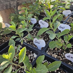 以下が含まれることがあります： 黒いプラスチック製のポットに植えられた小さなクコの実の苗の集まり。それぞれの苗には緑色の葉があり、黒いインクで「Goji」と書かれた白いハート型の植物ラベルが添えられています。