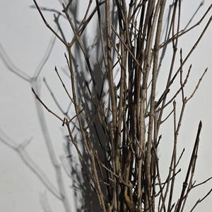 May include: A bundle of dried, slender, brown branches, possibly for floral arrangements or crafts. The branches are tied together with twine and wrapped in clear plastic. The shadows cast on the white background add depth.