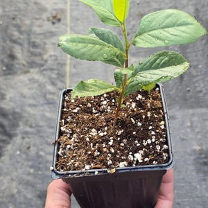 May include: A young green plant with serrated leaves growing in a square black plastic nursery pot filled with dark potting soil mixed with white perlite. The plant has a thin brown stem and several vibrant green leaves with visible water droplets.