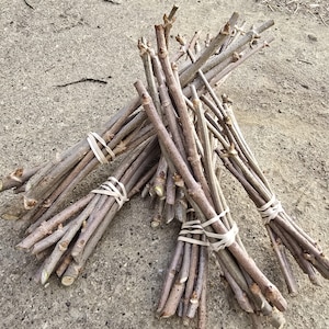 Fresh Elderberry Cuttings - native fruit bush -  easy rooting