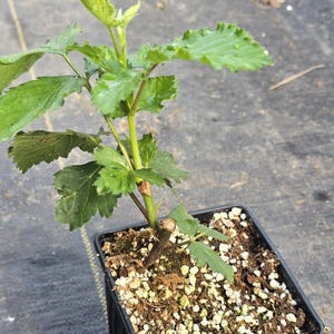 May include: A young green plant with serrated leaves growing in a square black plastic nursery pot filled with soil and white perlite. The plant has a central woody stem with several branches extending upward and outward.