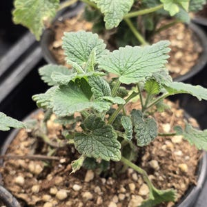 May include: Close-up of a potted plant with textured, green leaves. The plant is in a black plastic pot filled with soil and small pebbles. The leaves have a slightly fuzzy texture and a heart-like shape. The plant is a vibrant green color.