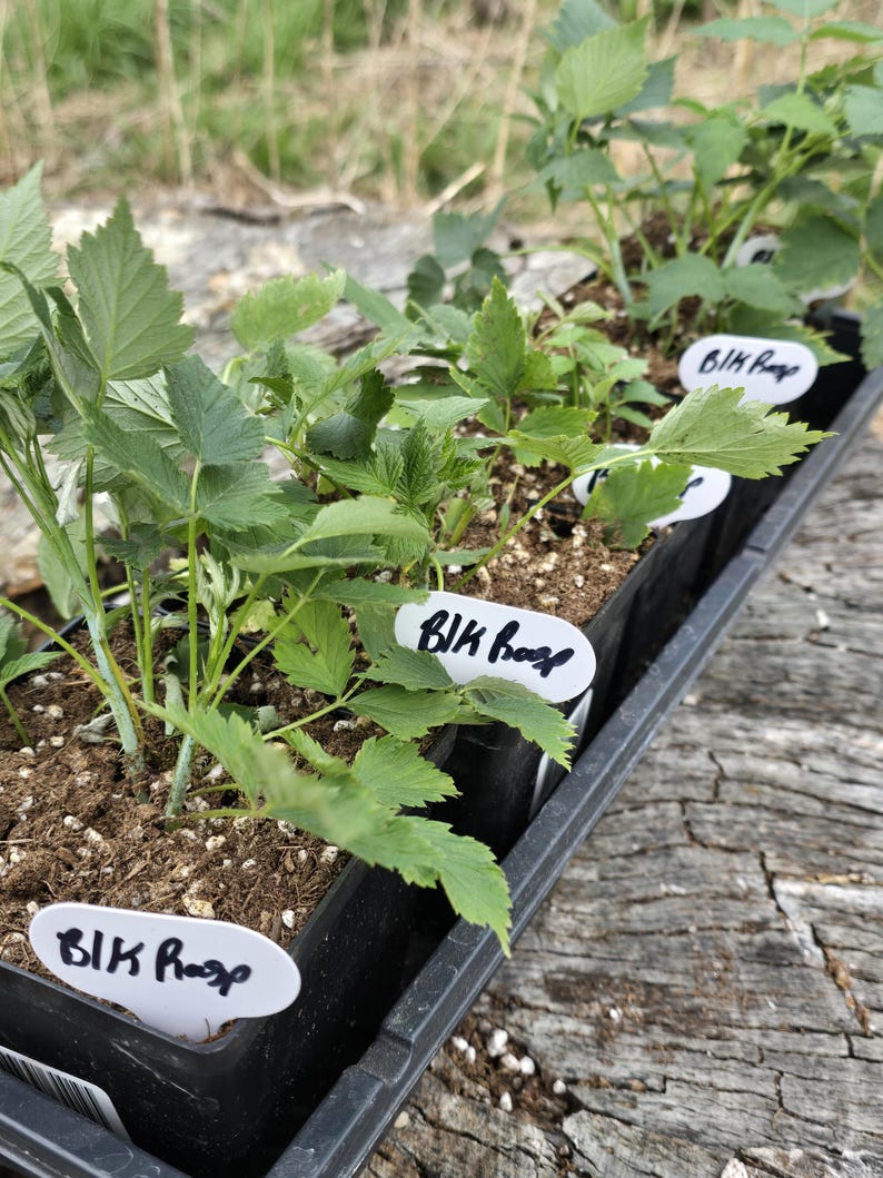 Cold Hardy Raspberry Varieties 2 Black Raspberry Bushes: Heirloom | Summer Bearing, Cold Hardy- Wild ...