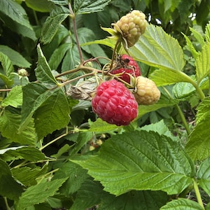 以下が含まれることがあります： 緑の葉と熟した赤いラズベリーがいくつかあるラズベリーの植物のクローズアップ。まだ熟していないベリーは緑色です。画像は葉の詳細と果物の質感を写しています。