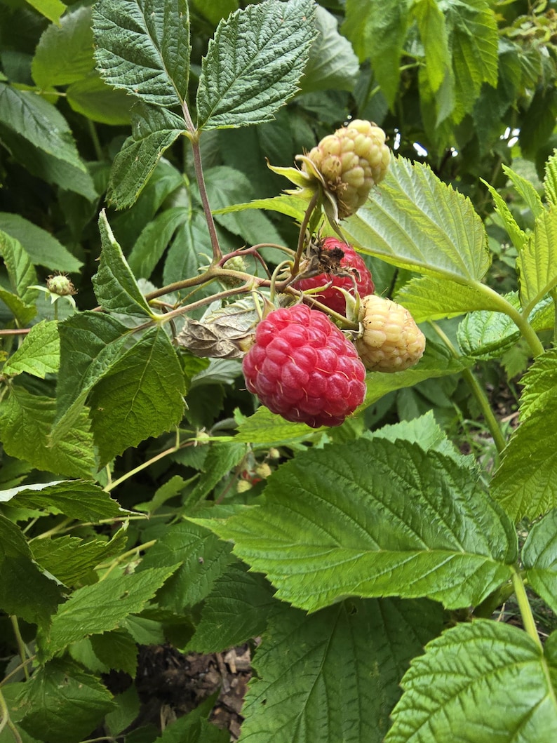 以下が含まれることがあります： 緑の葉と熟した赤いラズベリーがいくつかあるラズベリーの植物のクローズアップ。まだ熟していないベリーは緑色です。画像は葉の詳細と果物の質感を写しています。