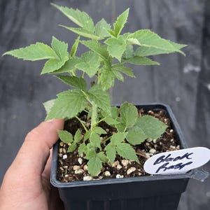 May include: A young black raspberry plant with serrated green leaves growing in a square black plastic nursery pot filled with soil and perlite. A white plastic plant marker is inserted into the soil with the text Black Rasp written in black ink.