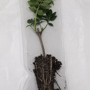 May include: A small plant with a brown woody stem and green leaves encased in a clear plastic bag. The root system is visible at the base, surrounded by dark brown soil and potting mix, showing fine white root hairs extending into the dirt.